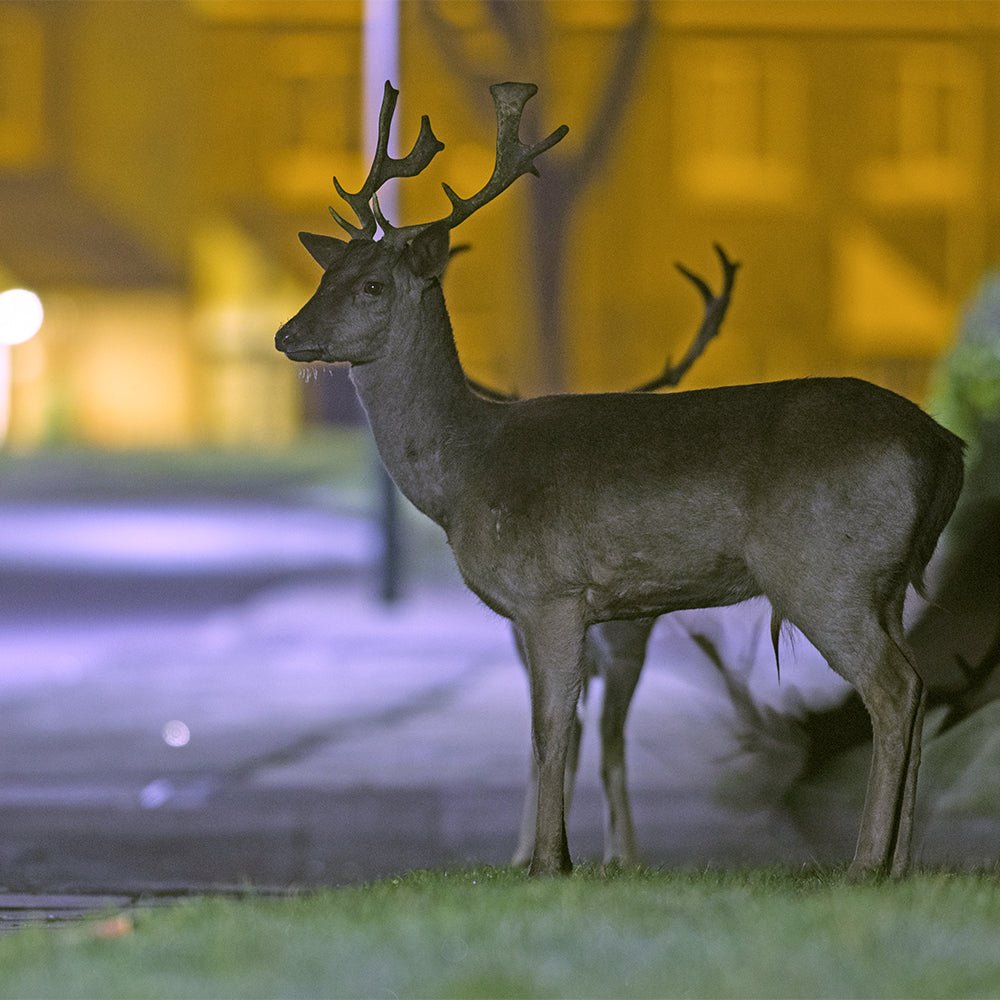 COVID is Us - The Embodied Present Process