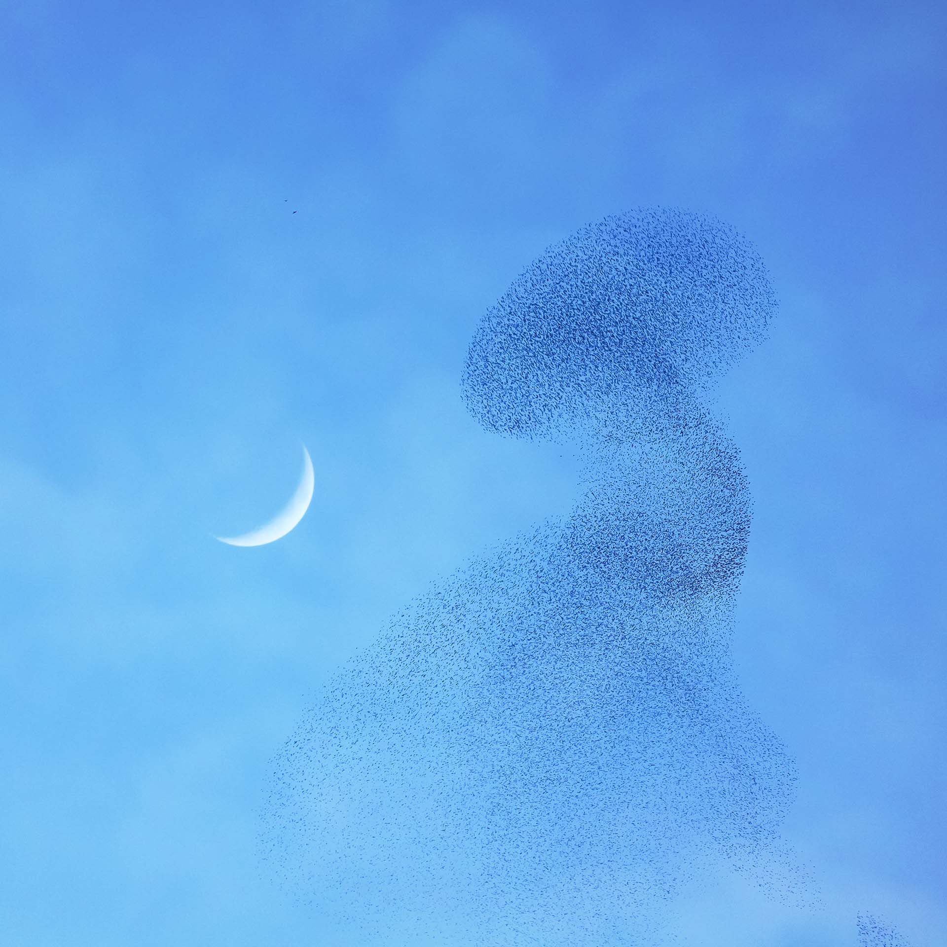 light blue sky with crescent moon and a murmuration of starlings