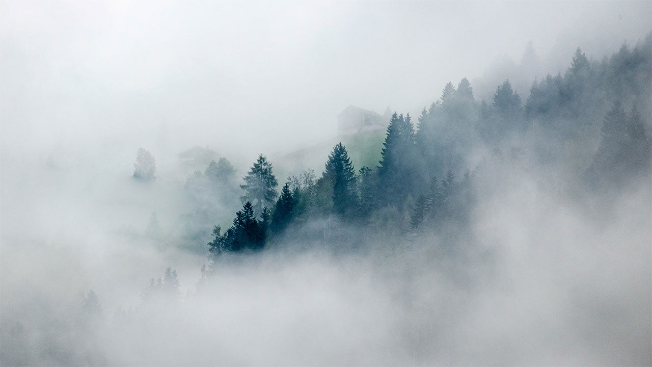 mist in the trees