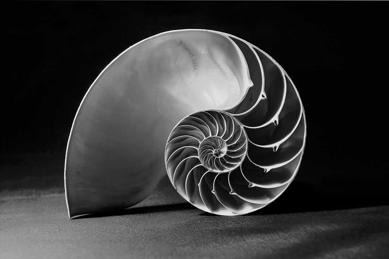 black and white photo of a sea shell