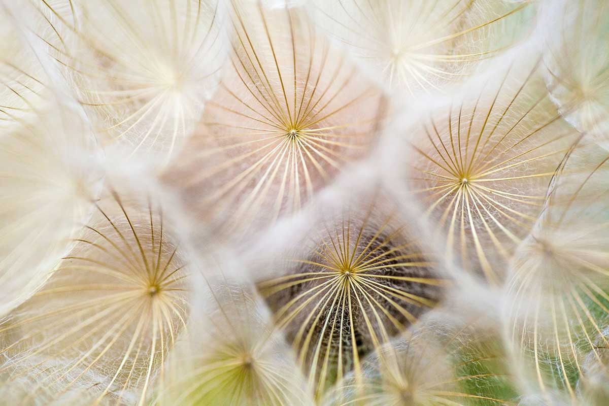 close up of flowers