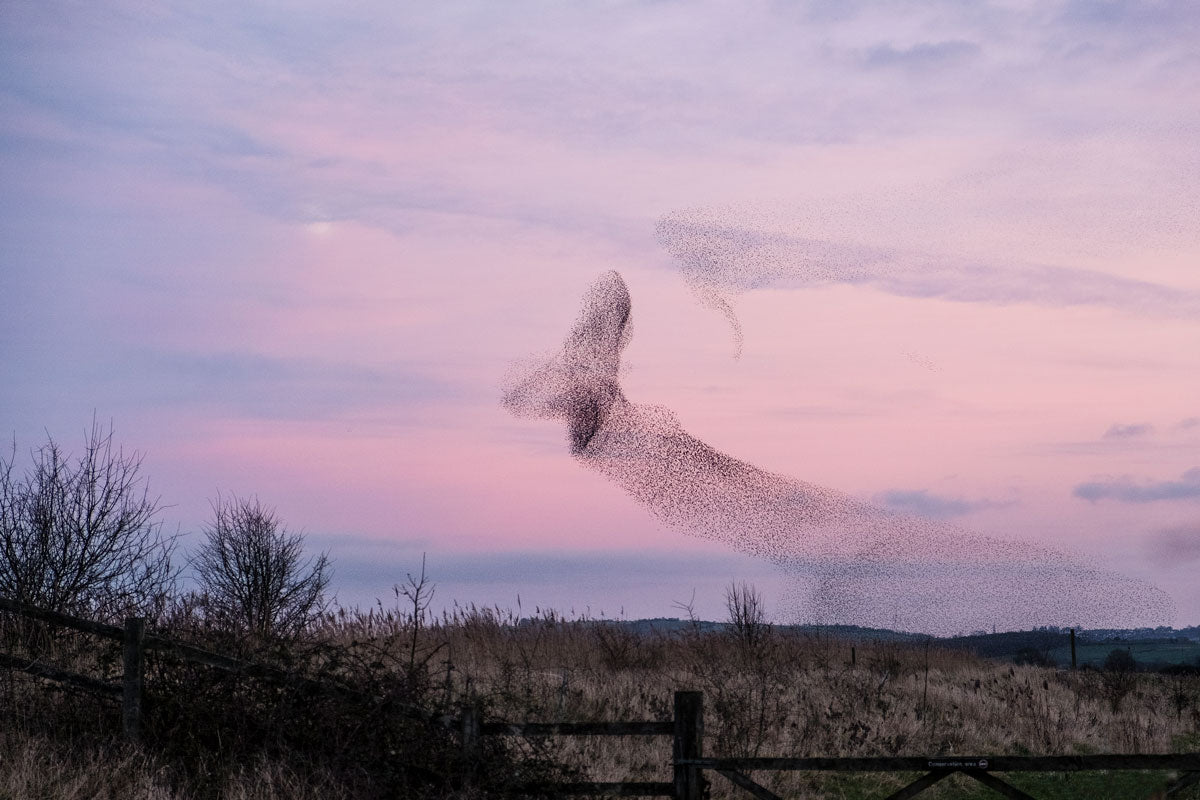 A murmuration of starlings in a sunset sky over a field of grasses.