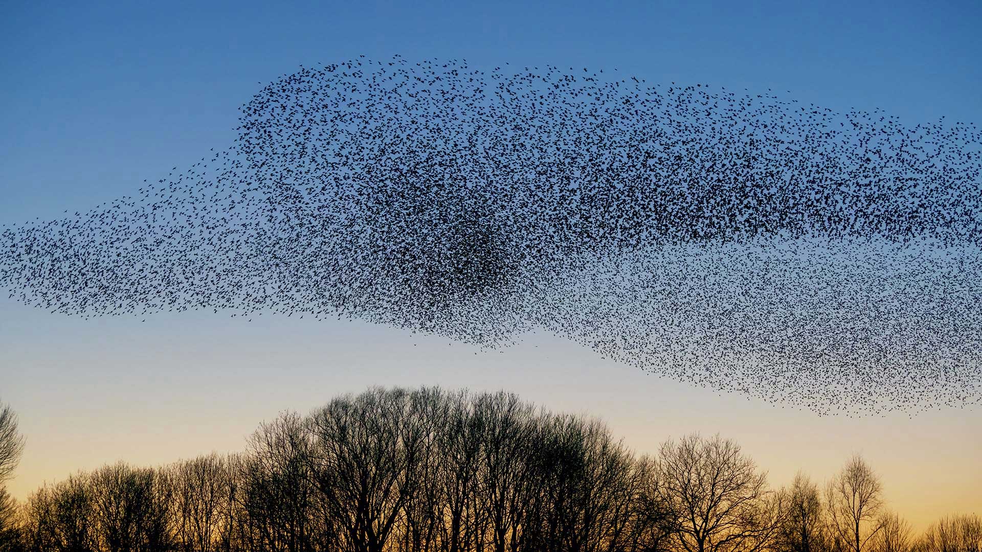 starlings flying in formation above silhouetted tress at dusk