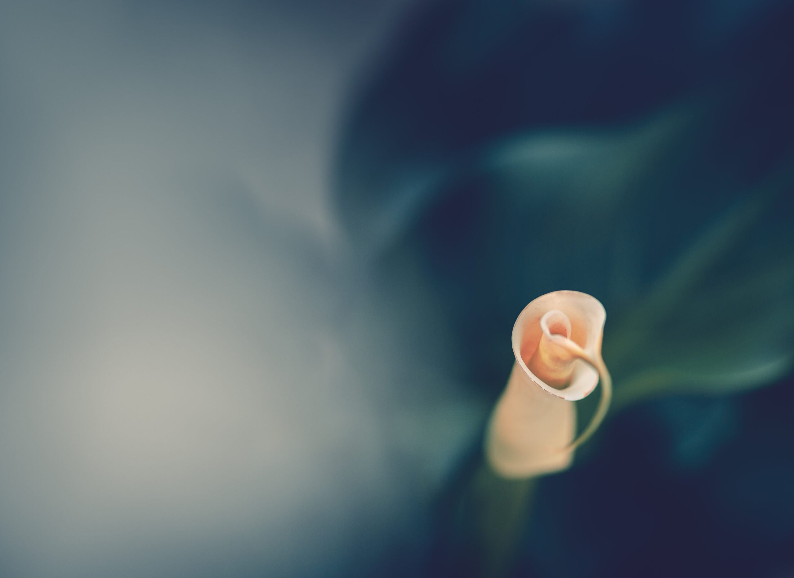 Flower Bud Unfurling with blurry background