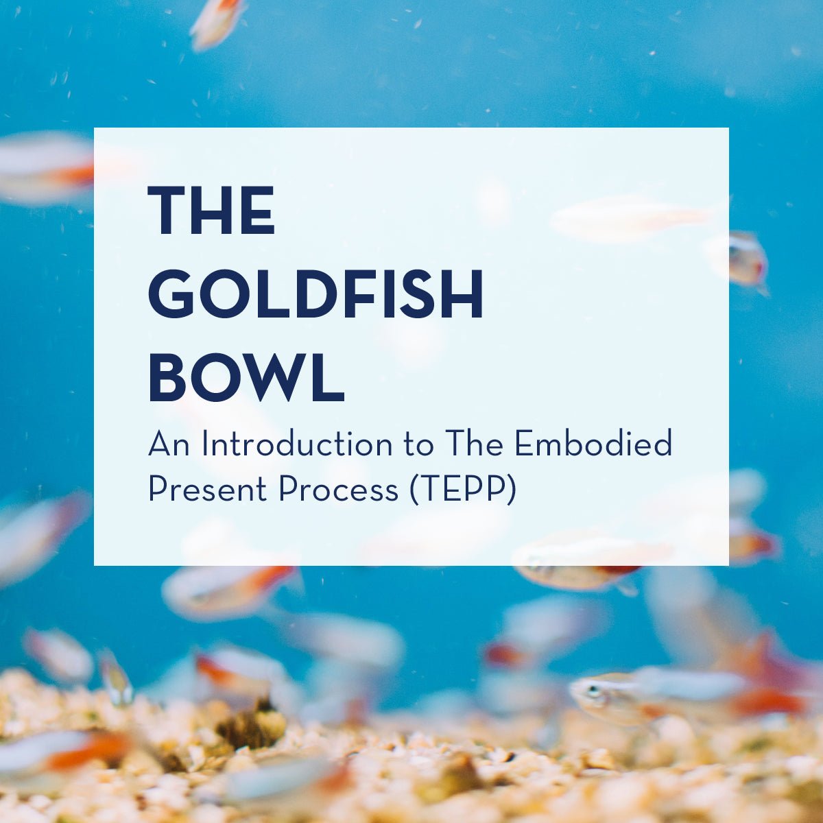 The Goldfish Bowl: Embodiment Practice - The Embodied Present Process