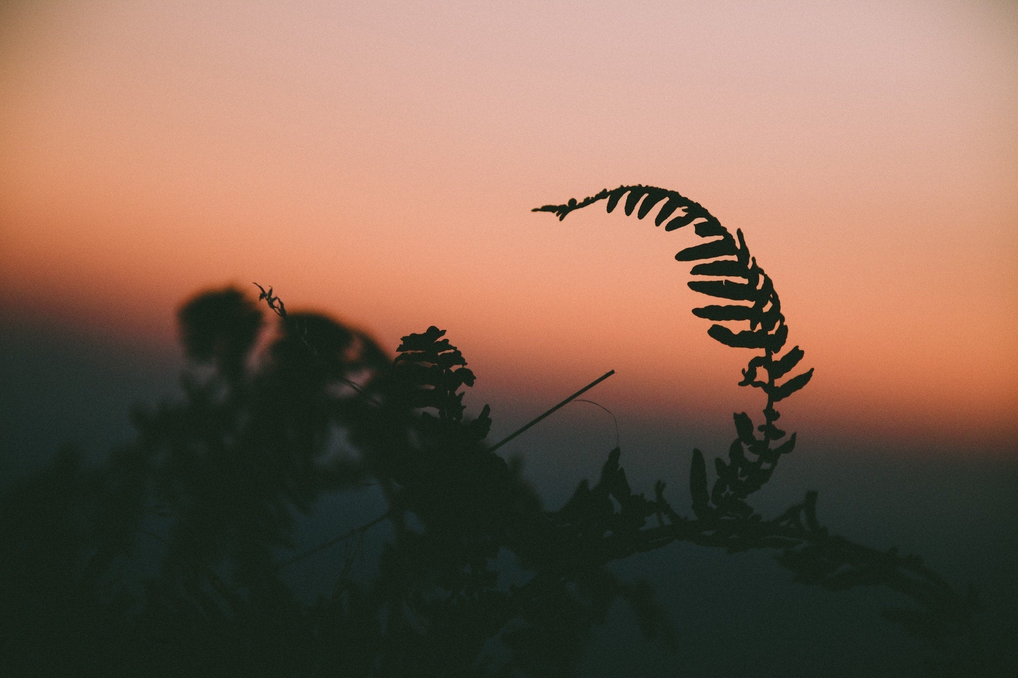 silhouette of a fern against a dusk sky